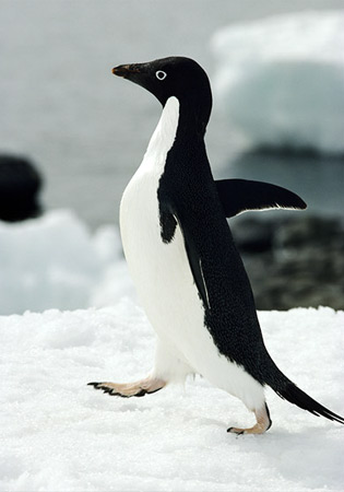 Penguin