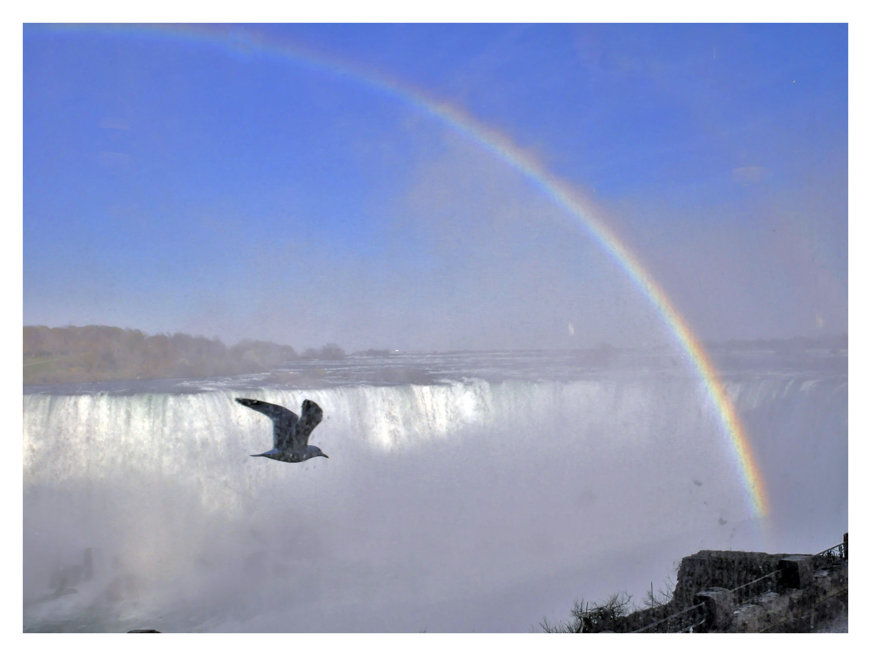 Niagara Bird